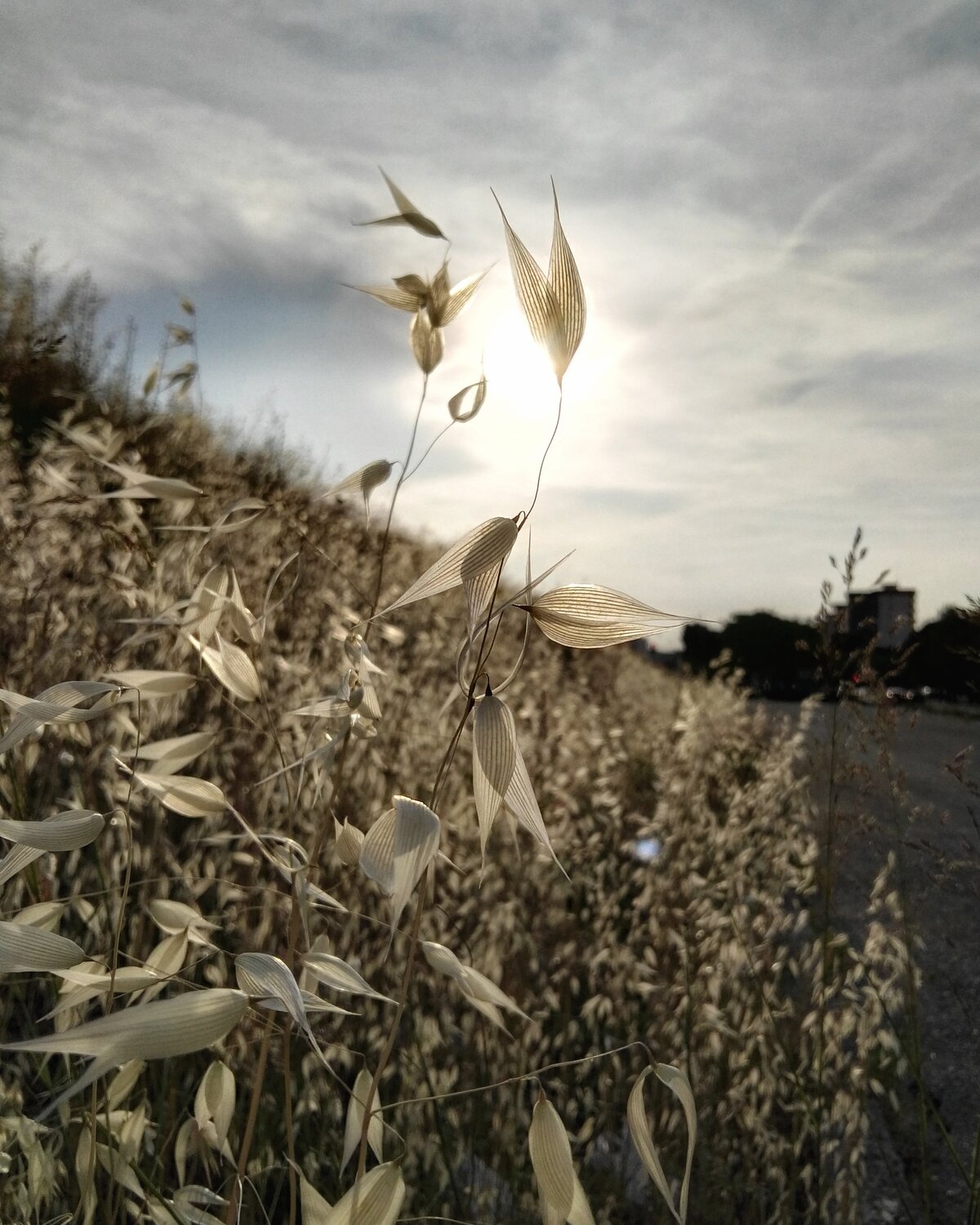 Beauties by the road