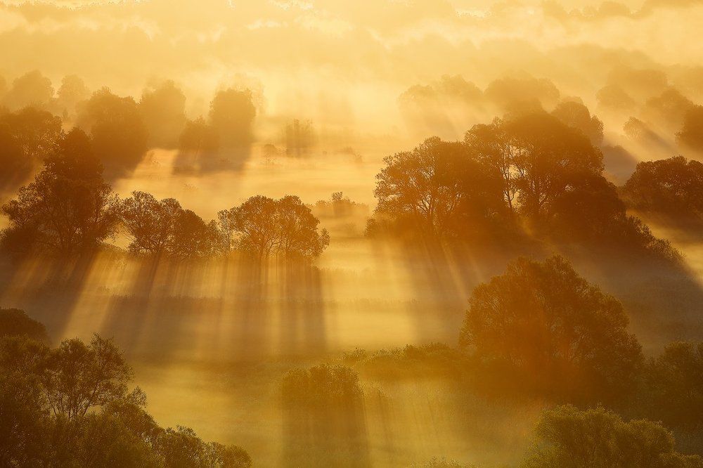 Золотое утро.