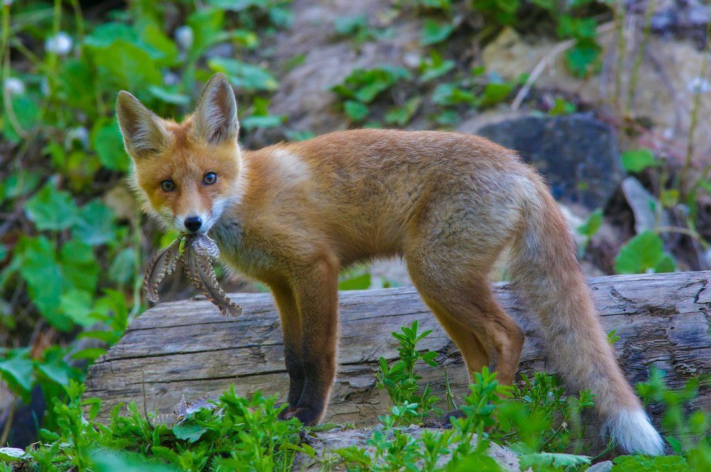 Курица...., какая курица?...Не не видел.