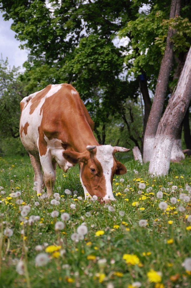 Кормилица )