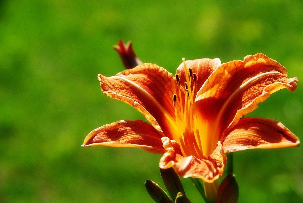 Photograph by Анастасия Хазова