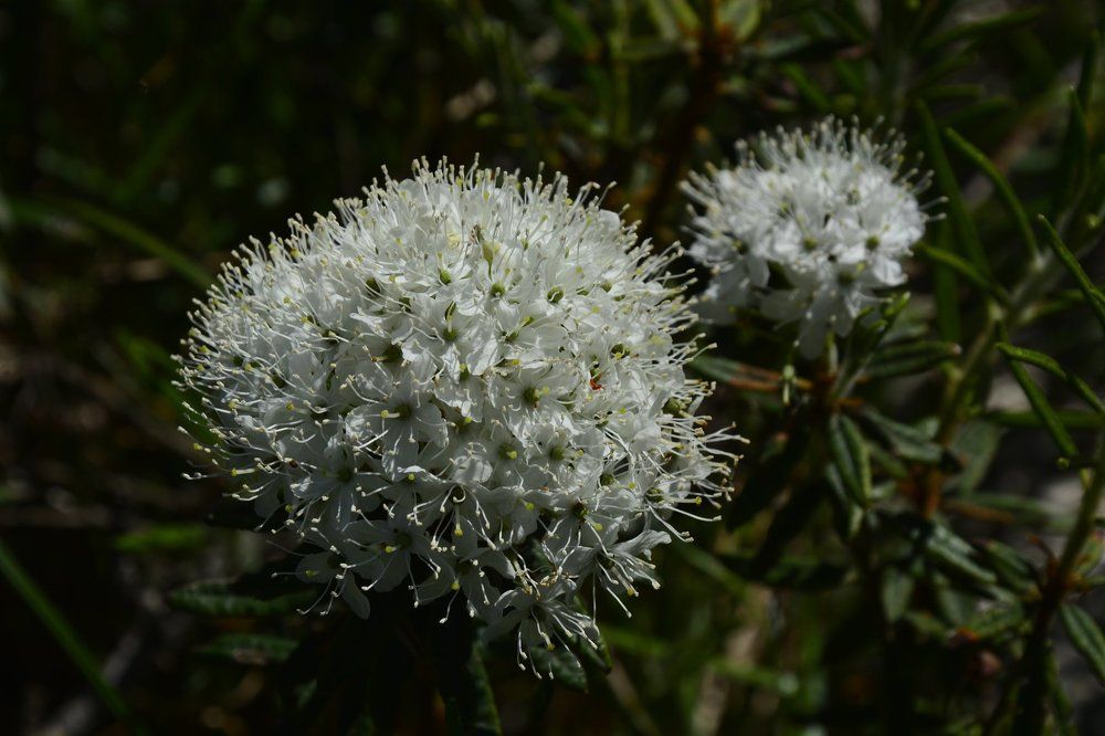 Цветущий багульник