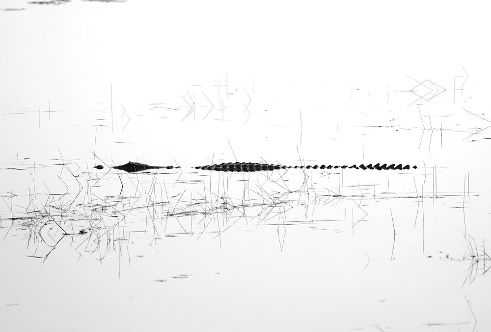 lines and a bold line!