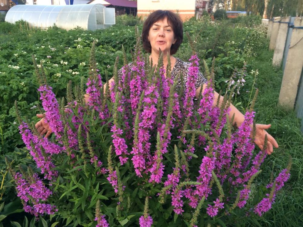 "Аленький цветочек"