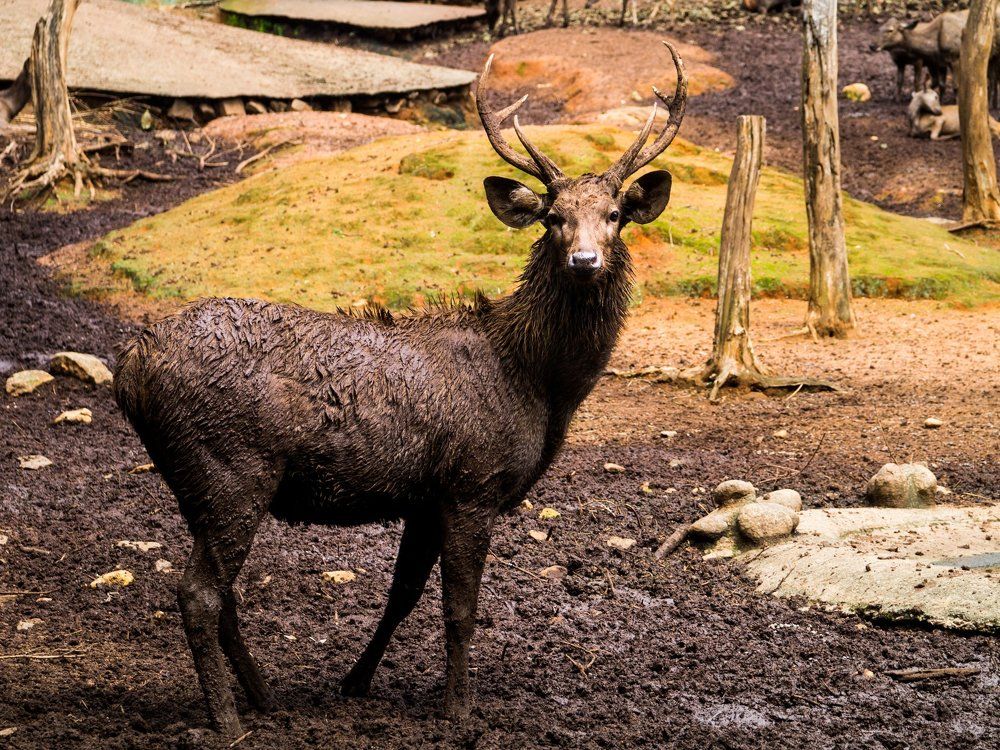 Fearless Deer