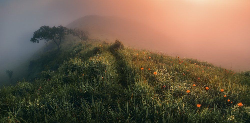 Сказки туманного утра