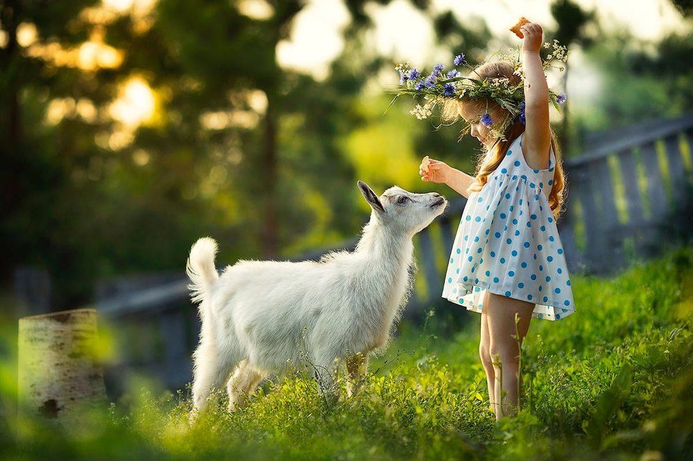 Знакомство с козлёнком