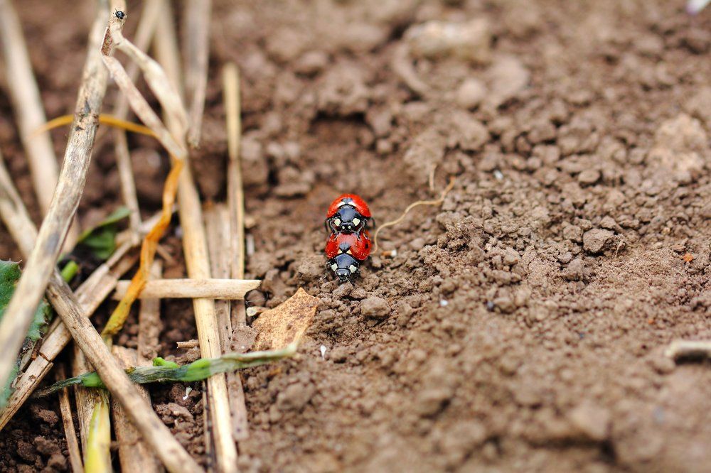 Микропастбище. Коровы и пастух...