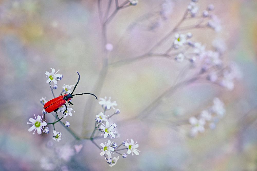 Немного шарма