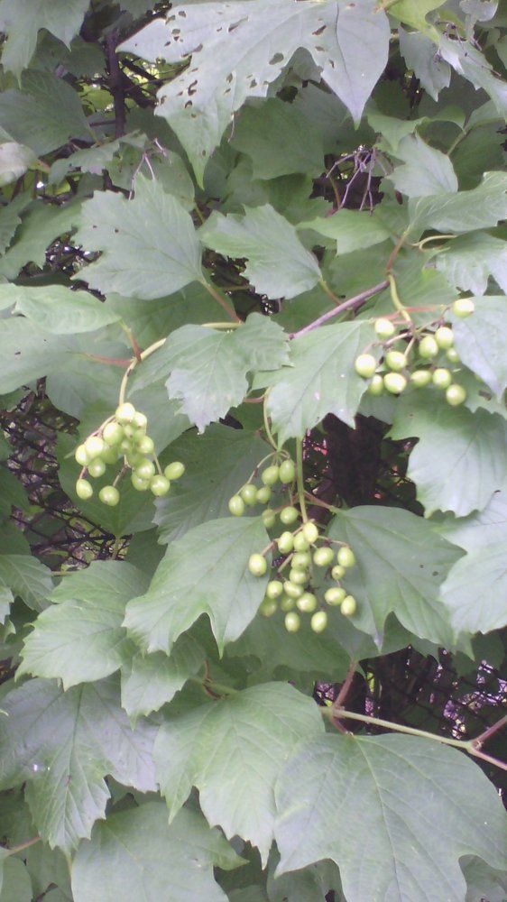 ветвь с ягодами