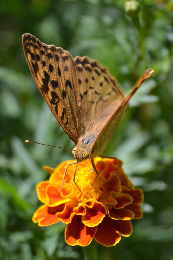 Так вот они какие