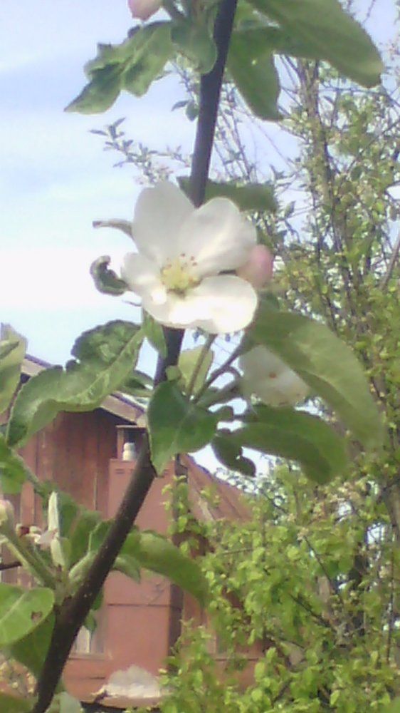 яблоня распускается