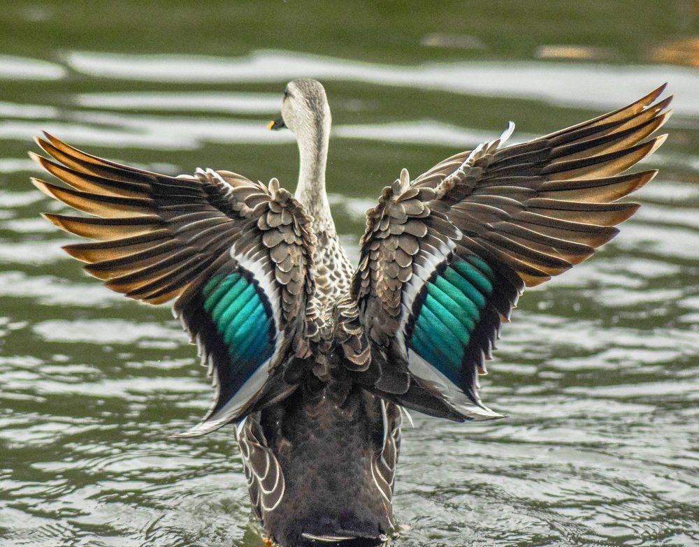 What good are wings without the courage to fly?