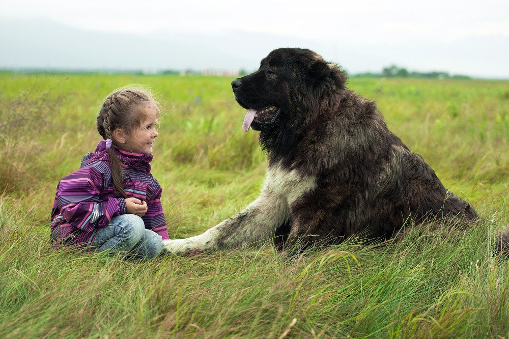 Привет, собака!