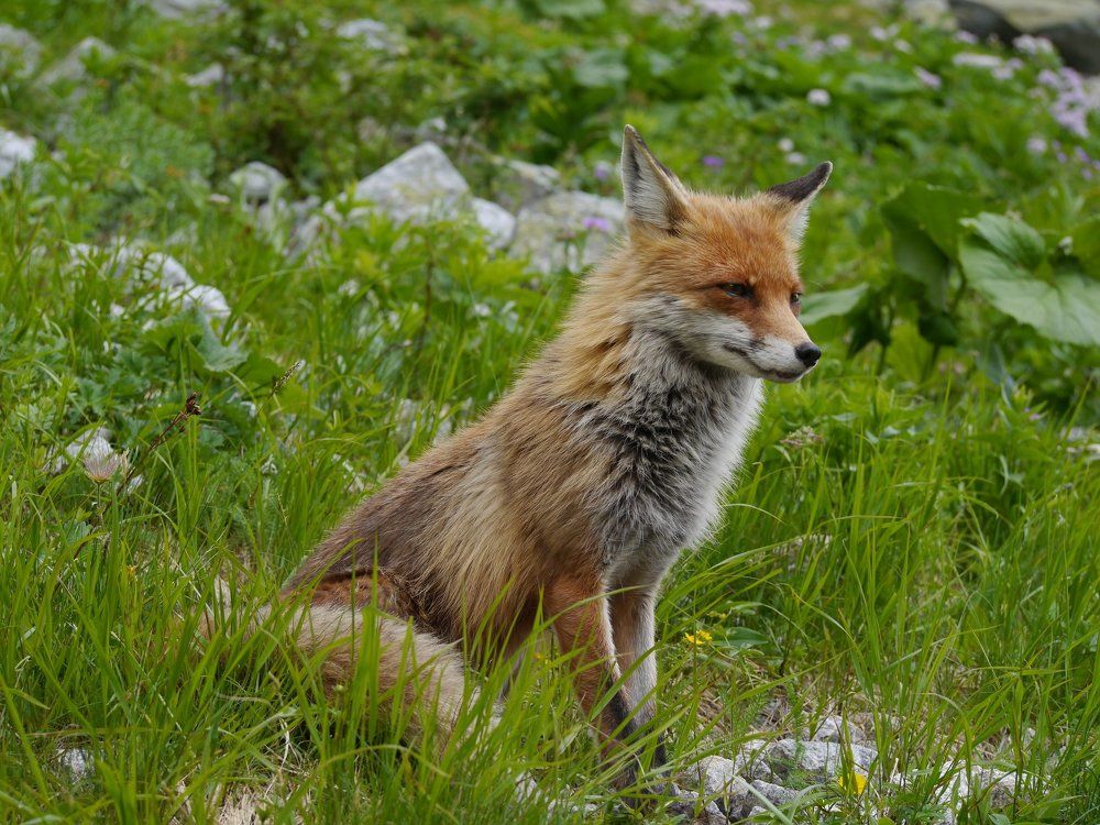 Fox