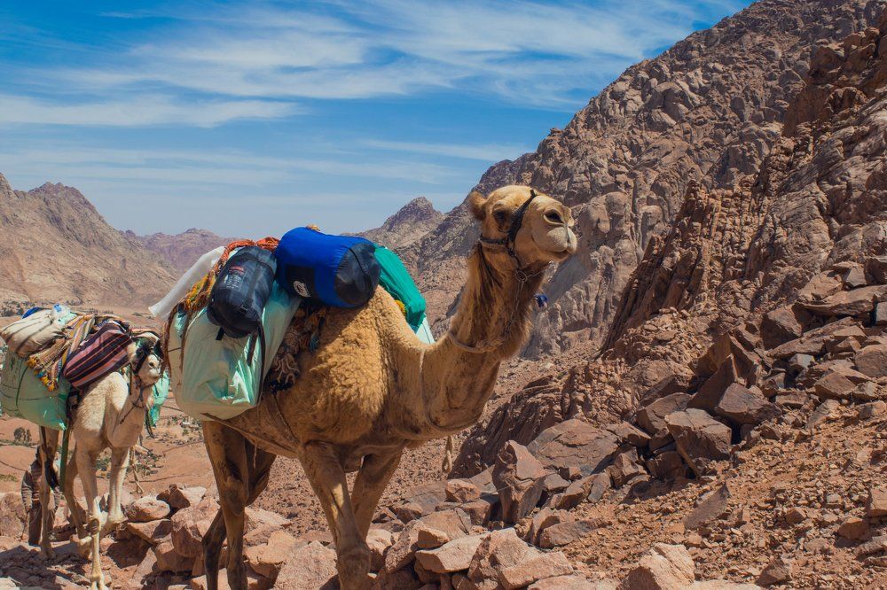 Walking The Mountains