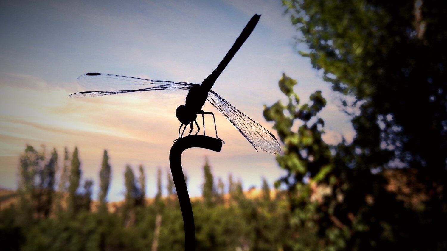 Dragonfly