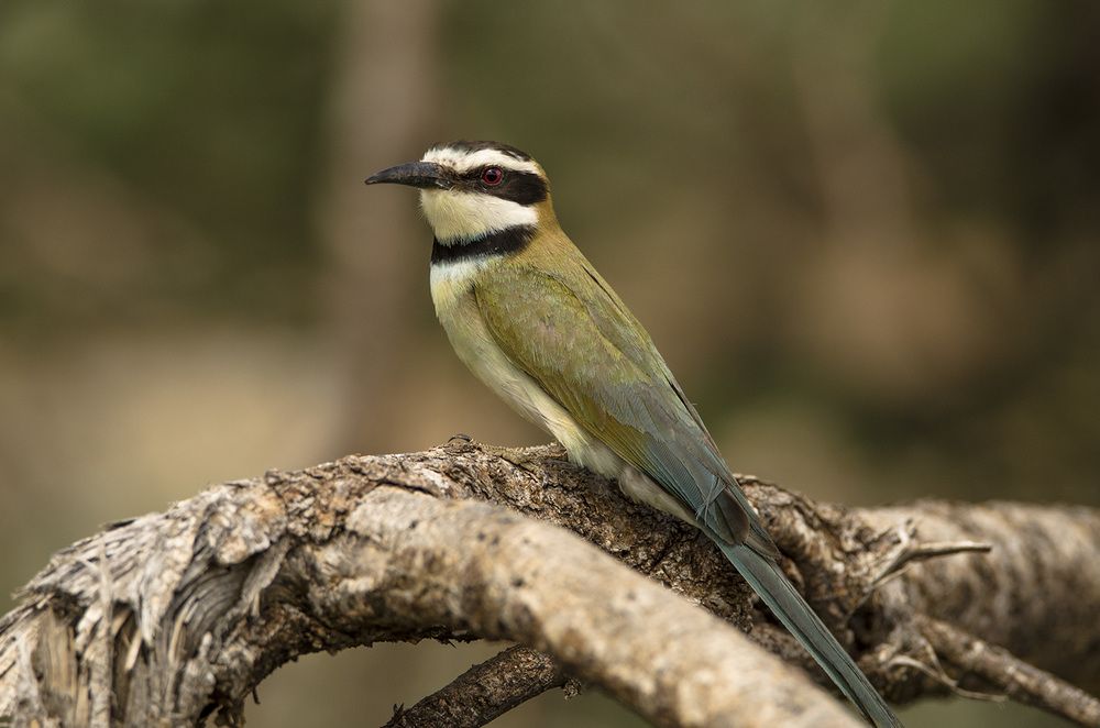 A bright day in Samburu