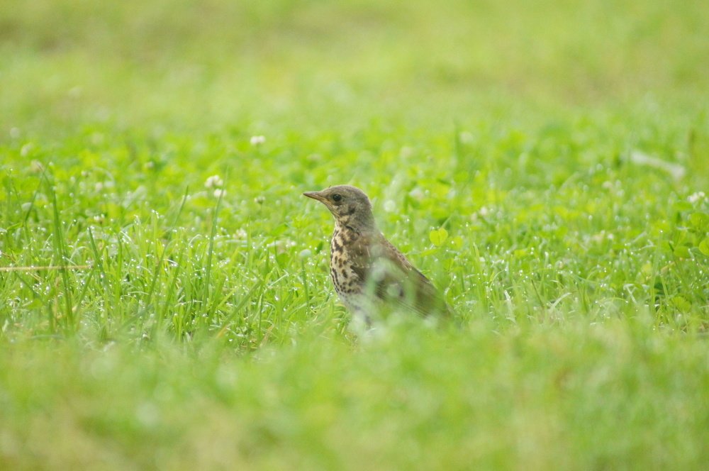 После дождя