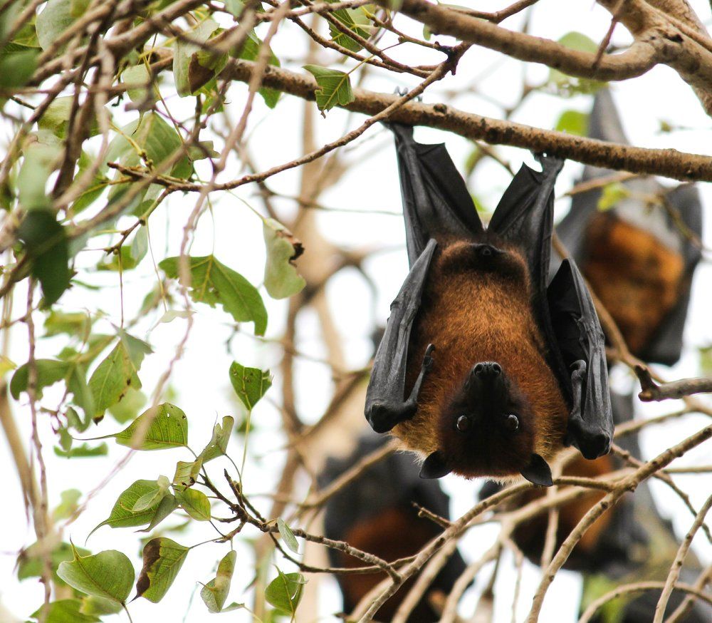 flying fox