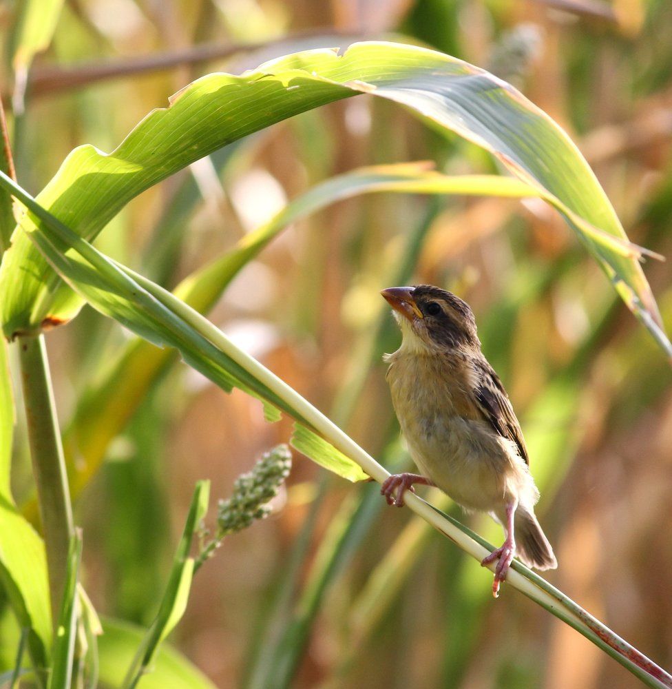 baya weaver