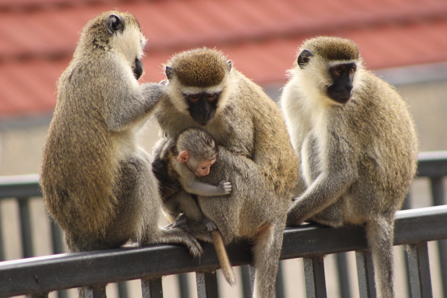 FAMILY LOVE AND CARE