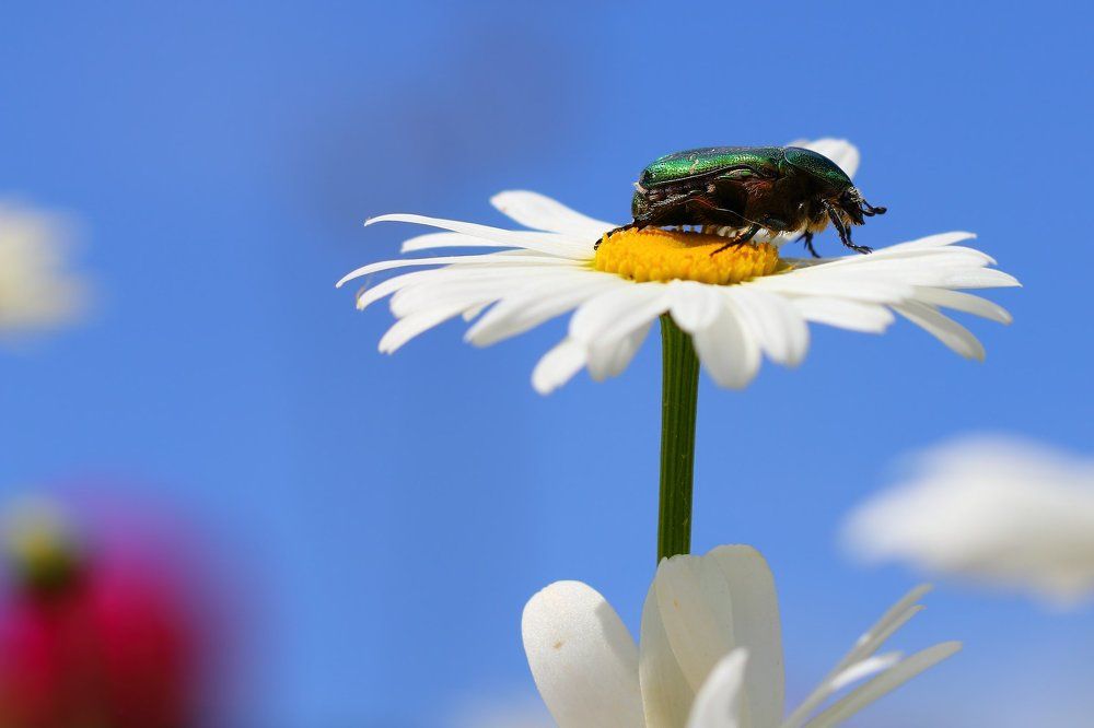 Высоко сижу, далеко гляжу...