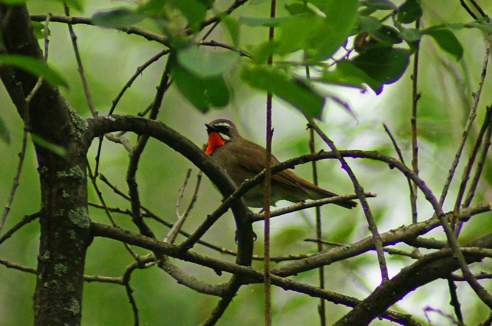 Соловей-красношейка