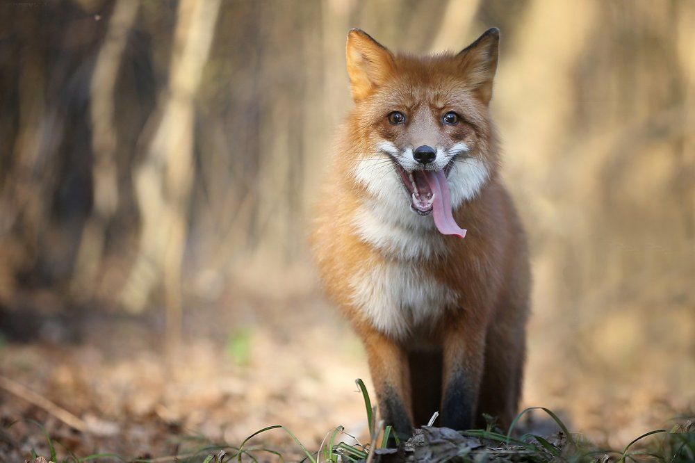 Про одного лиса