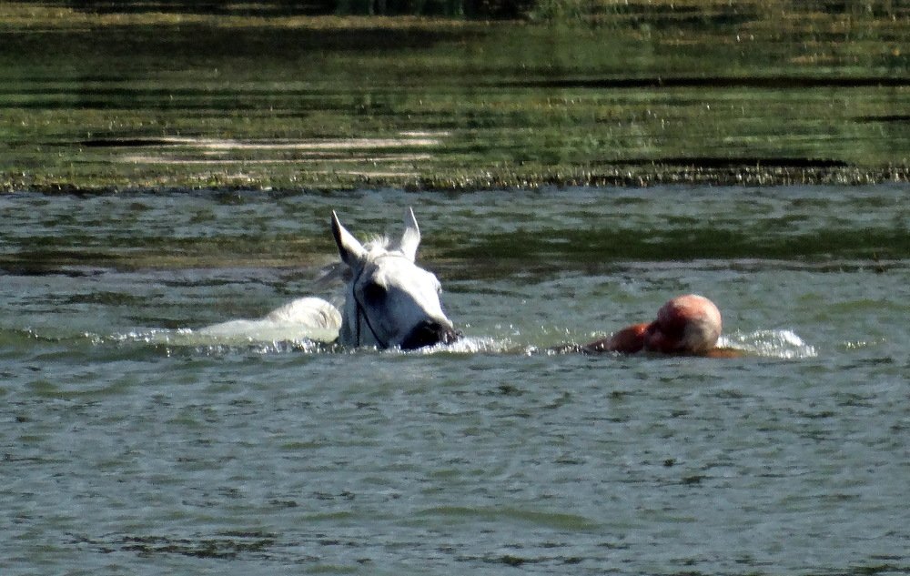 Только мы с конём по Дону плывём, только мы с конём ,,,