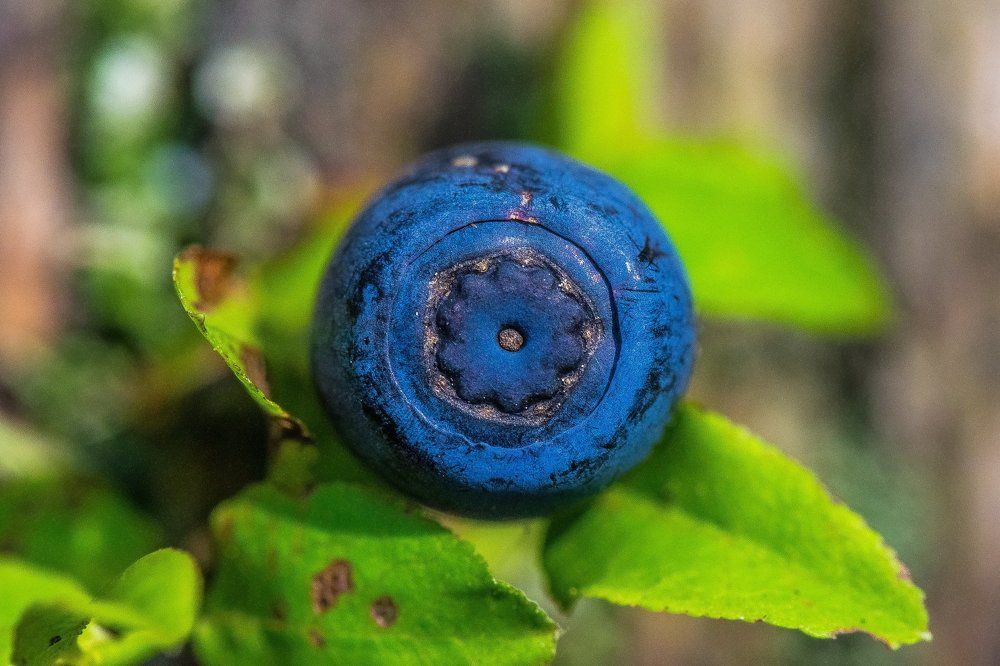 Наследственность