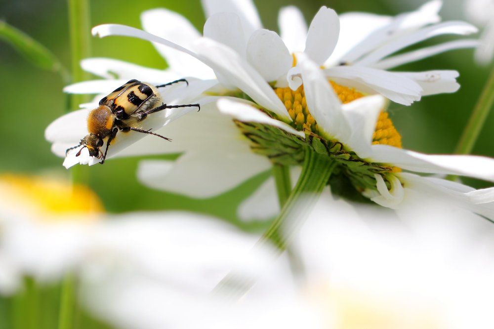 Эй! Кто там меня звал?...