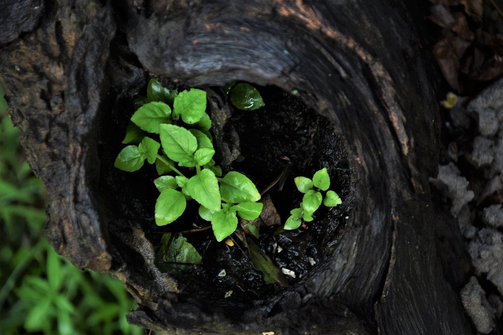 A green  may grow from abandoned