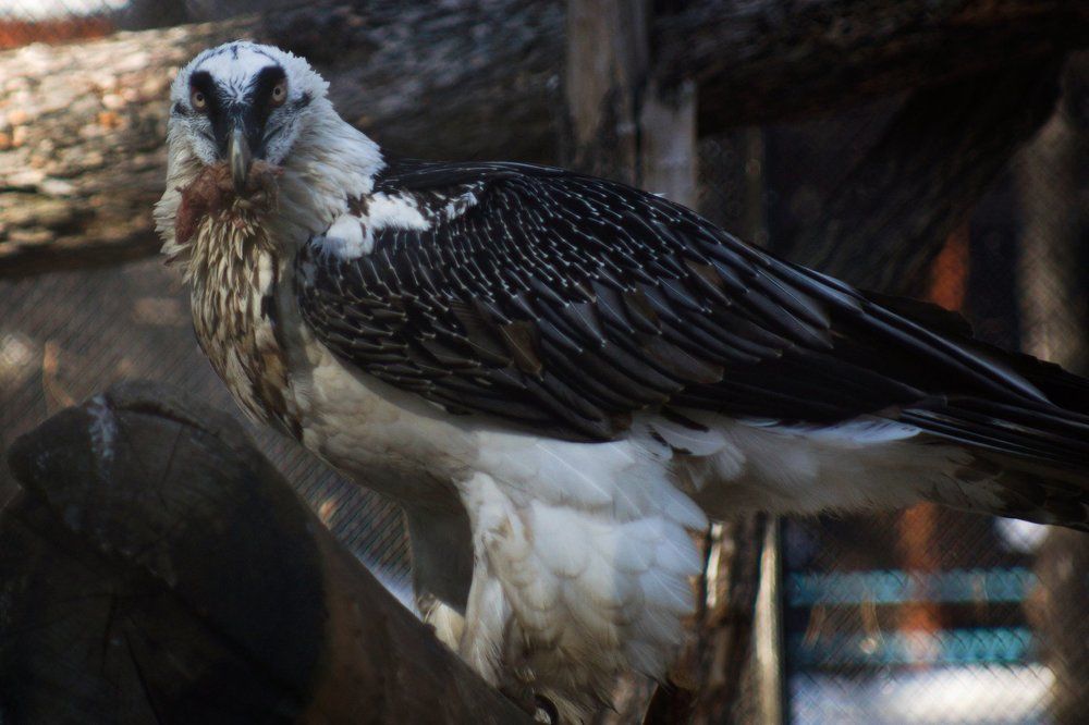 Время обеда / Мышелов