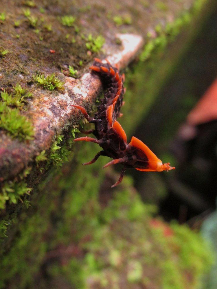 Millipede