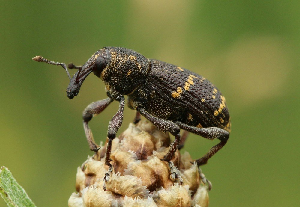 долгоносик