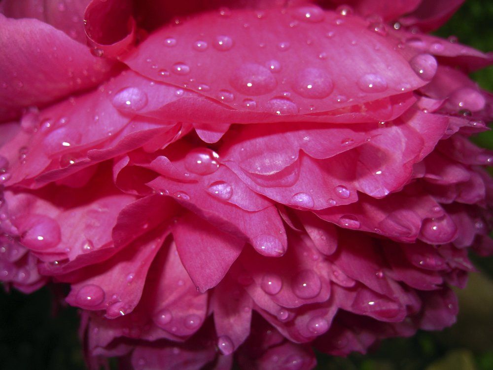 Июльский пион