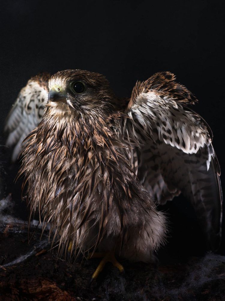 Самка сокола пустельги.