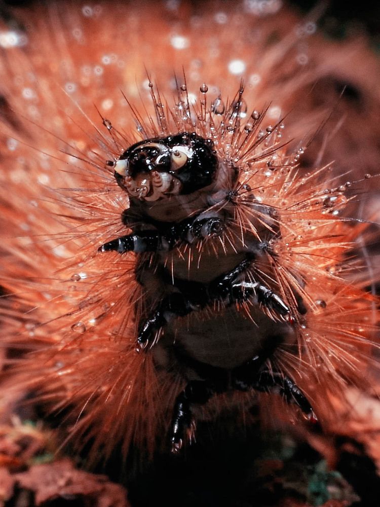 Смешная гусеничка))