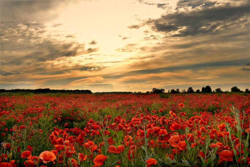 Море маков!