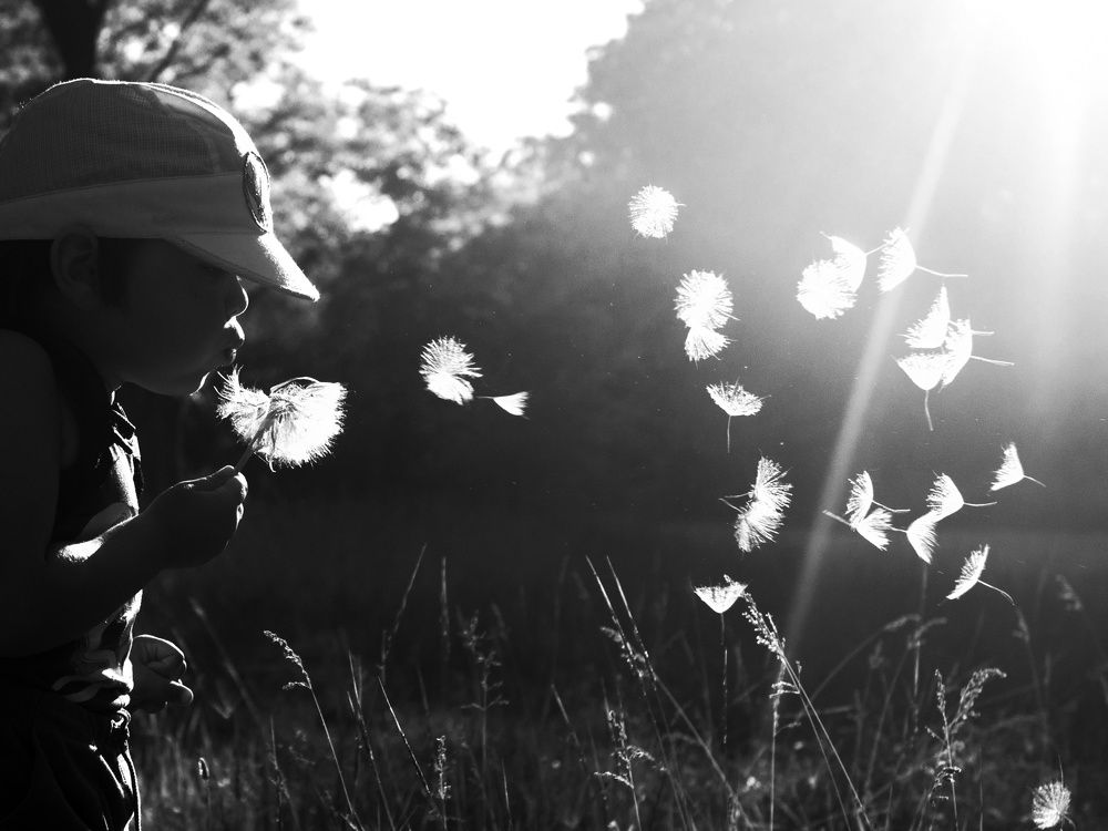 Как разлетается одуванчик