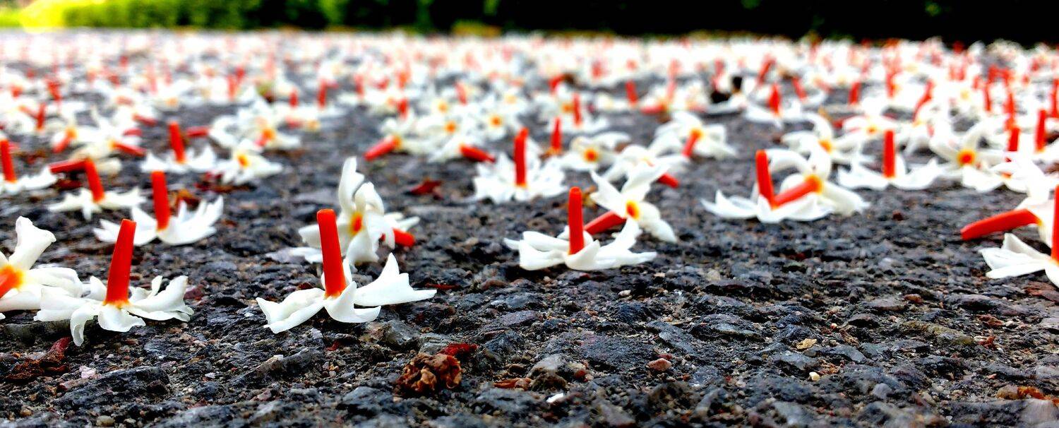 Just flowers