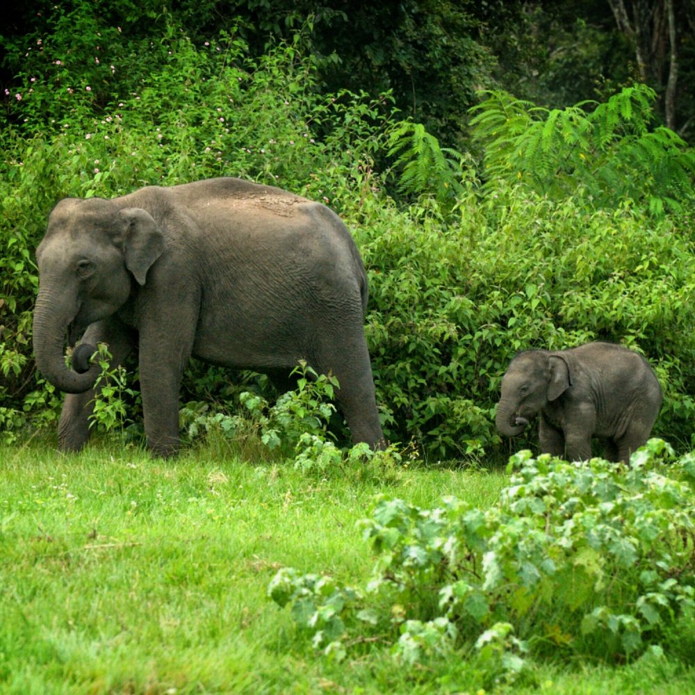 Calf imitating Mother Elephant
