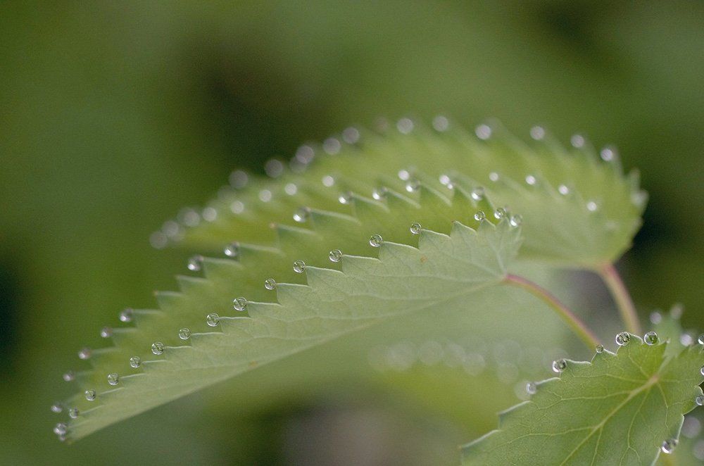 Роса на рассвете