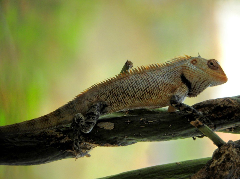 Oriental Garden Lizard
