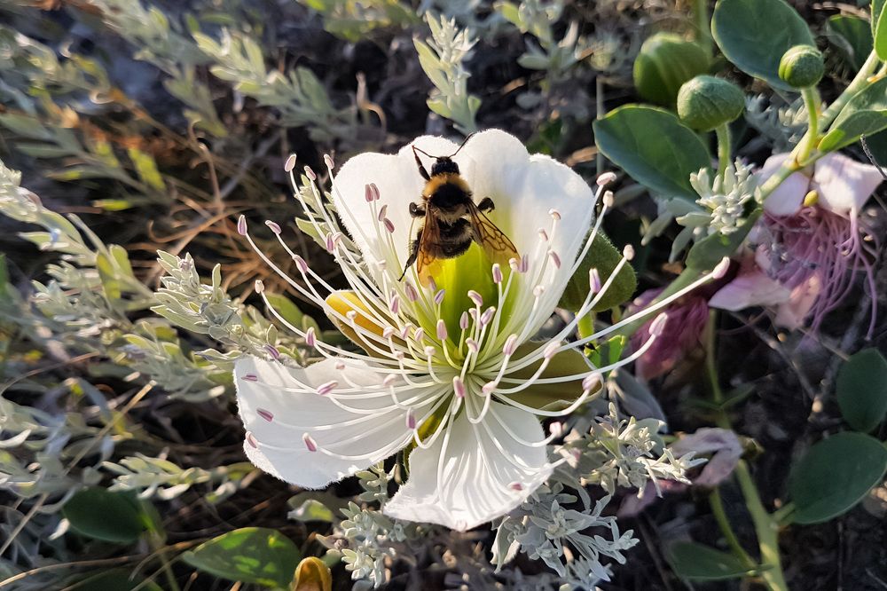 Цветок каперса на закате в Крыму