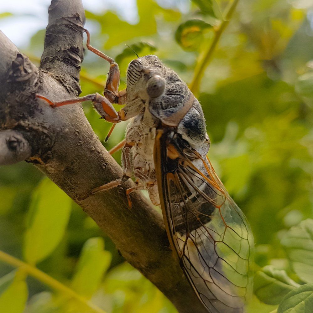 Взгляд цикады