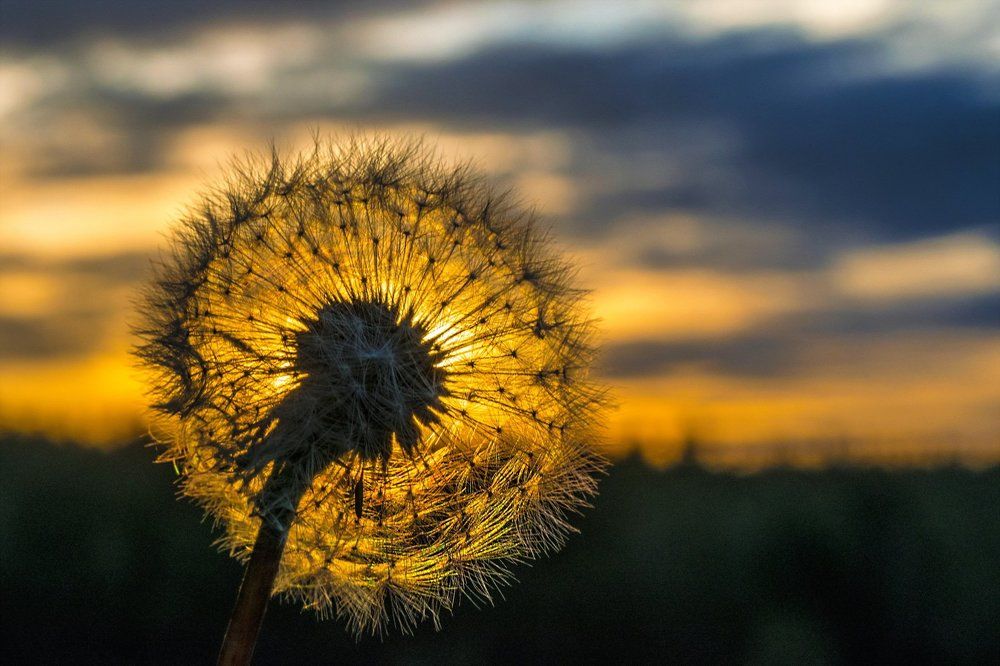 Пушистое солнце