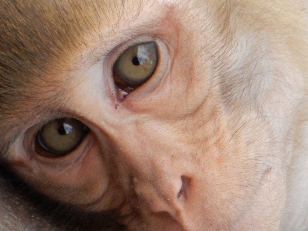 Planet of the apes