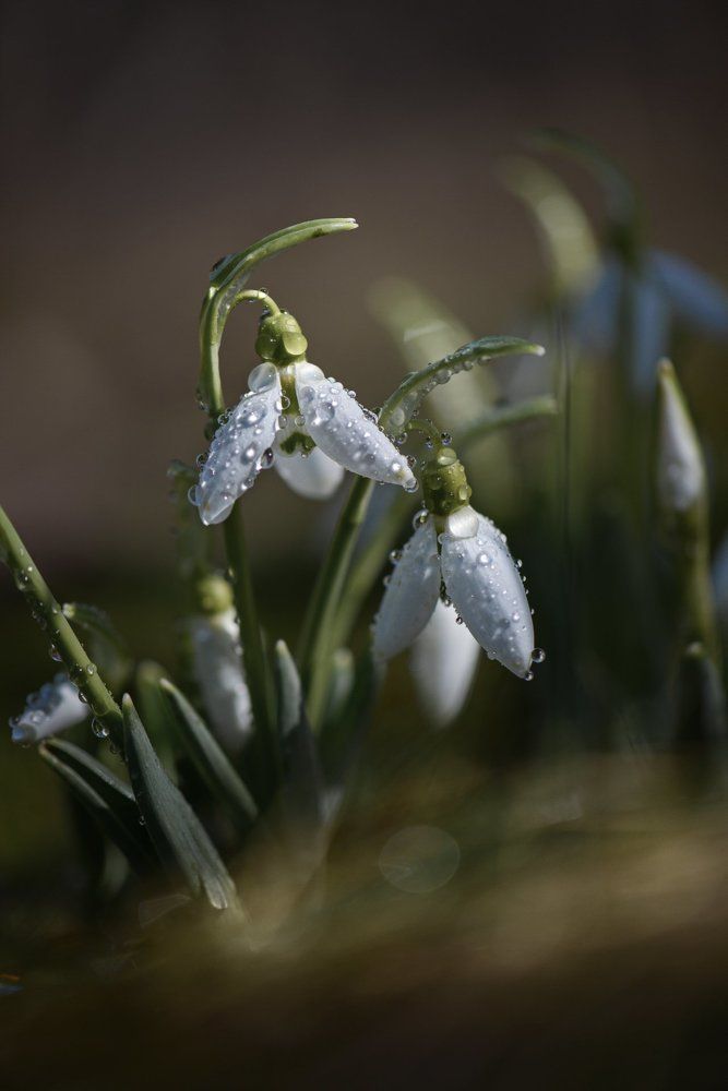 Печальные поляны